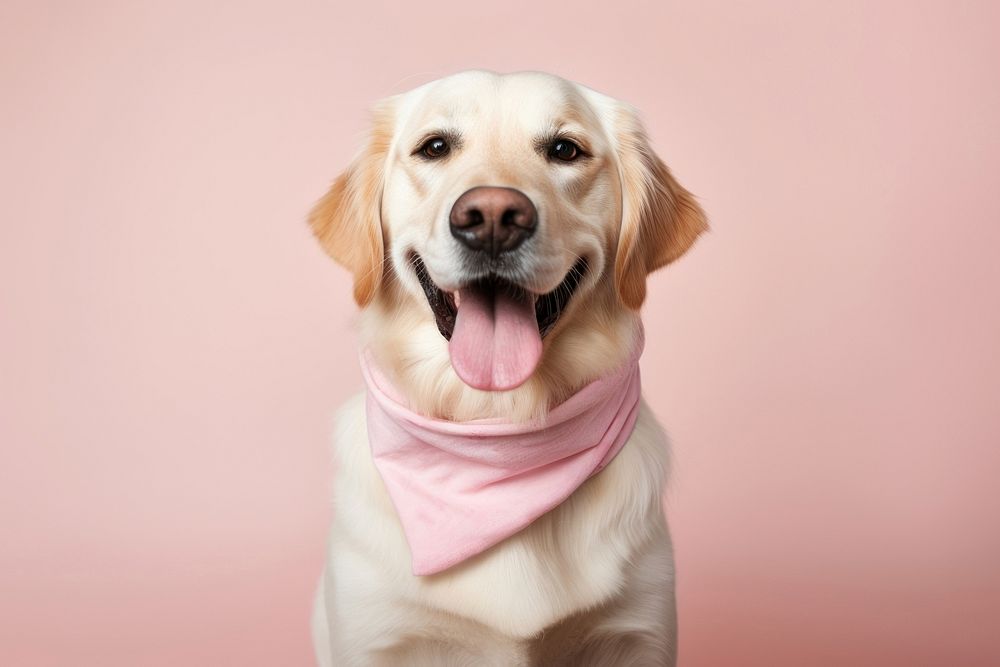 Dog pink scarf, pet accessory