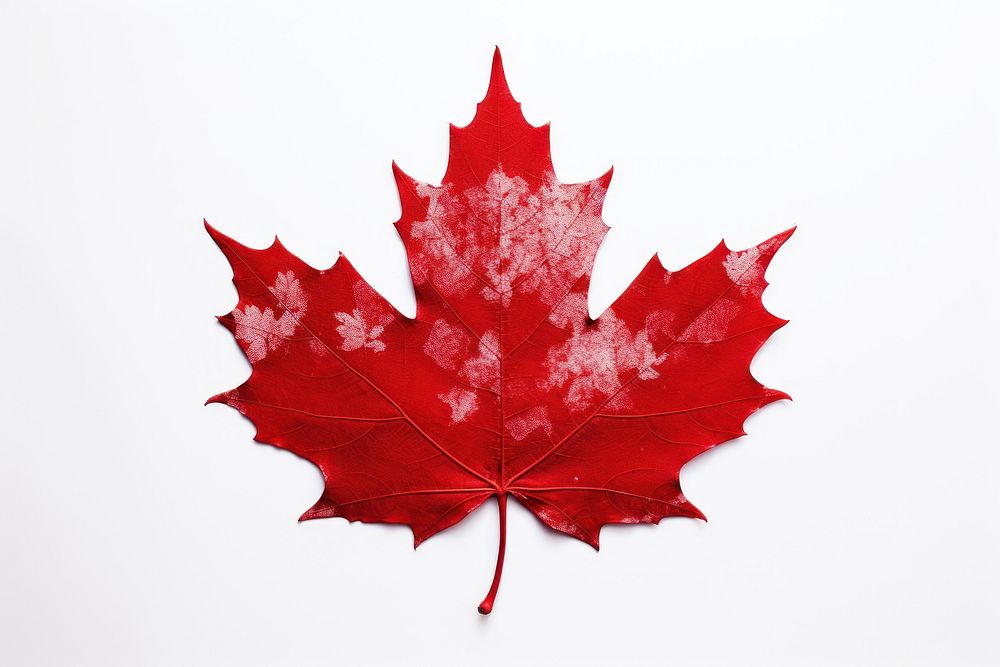 Canada maple plant leaf. 