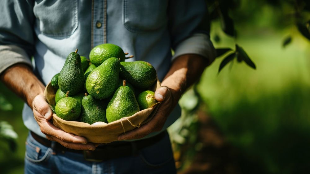 Fresh avocadoes holding farmer fruit. AI generated Image by rawpixel.