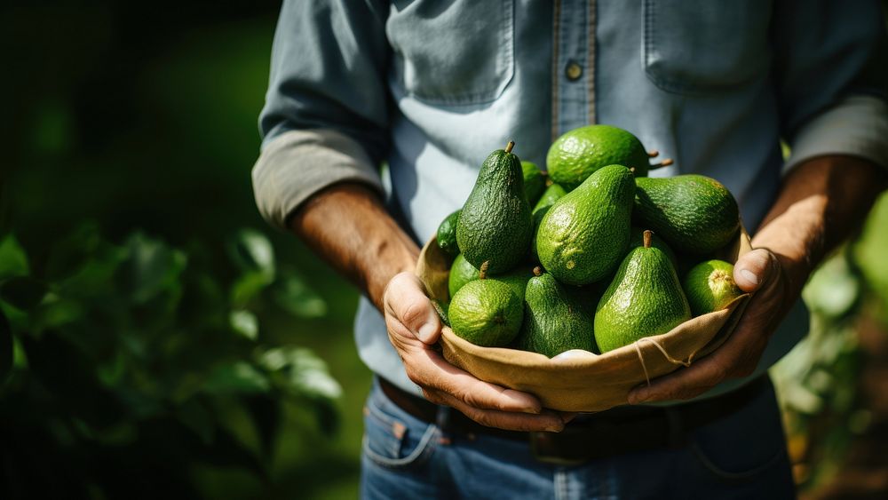 Fresh avocadoes holding farmer fruit. AI generated Image by rawpixel.