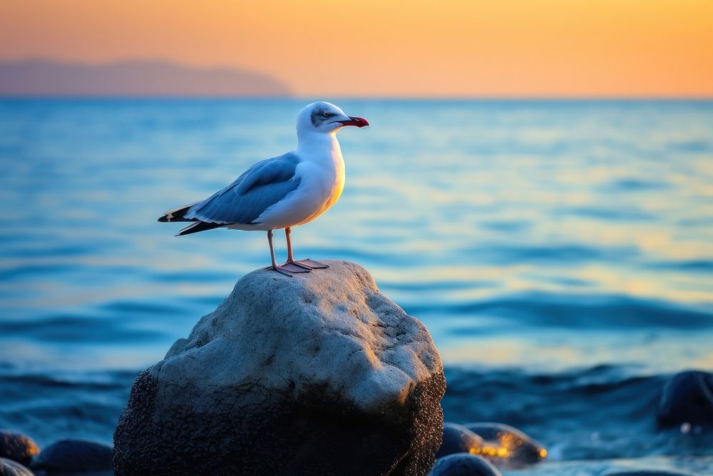Seagull nature rock outdoors. AI generated Image by rawpixel.