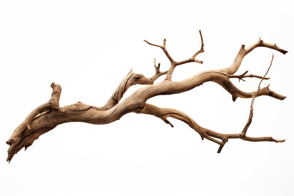 Wood driftwood branch tree. AI generated Image by rawpixel.
