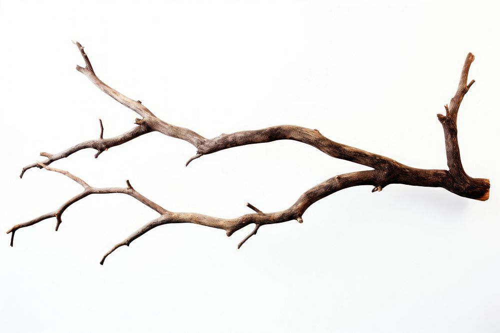 Wood branch antler tree. AI generated Image by rawpixel.