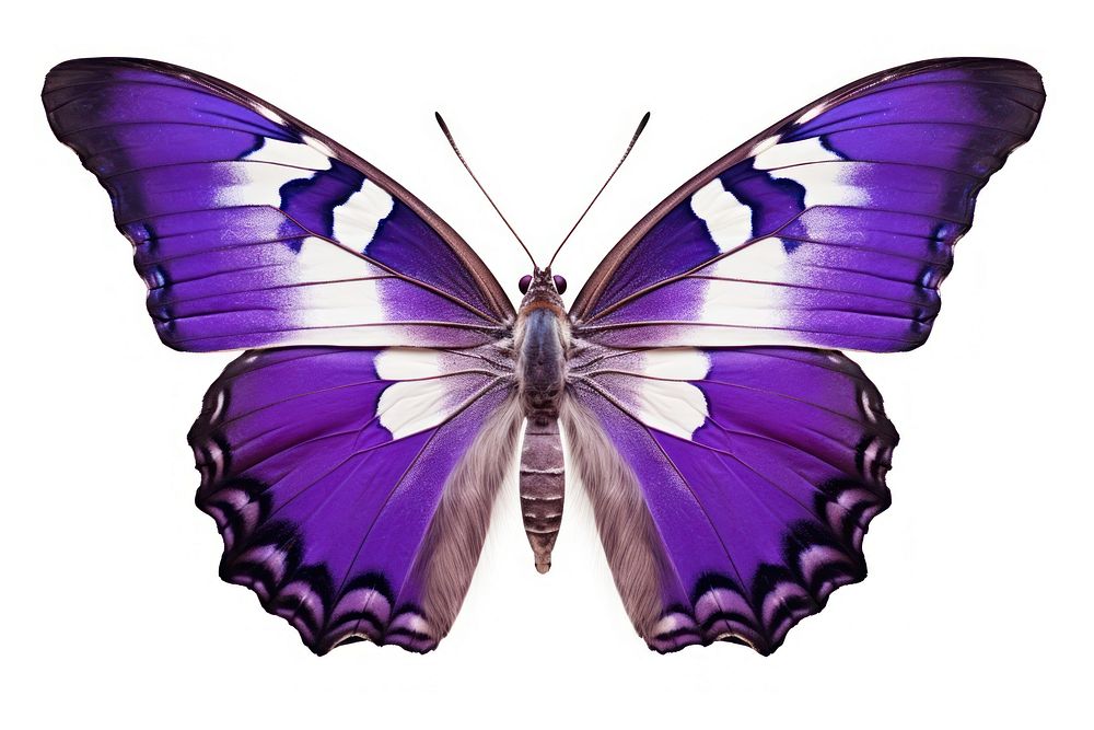 Purple Emperor Butterfly butterfly insect animal. AI generated Image by rawpixel.