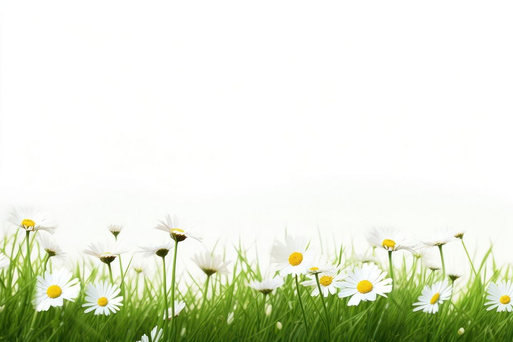 Daisy flower grass daisy field. AI generated Image by rawpixel.