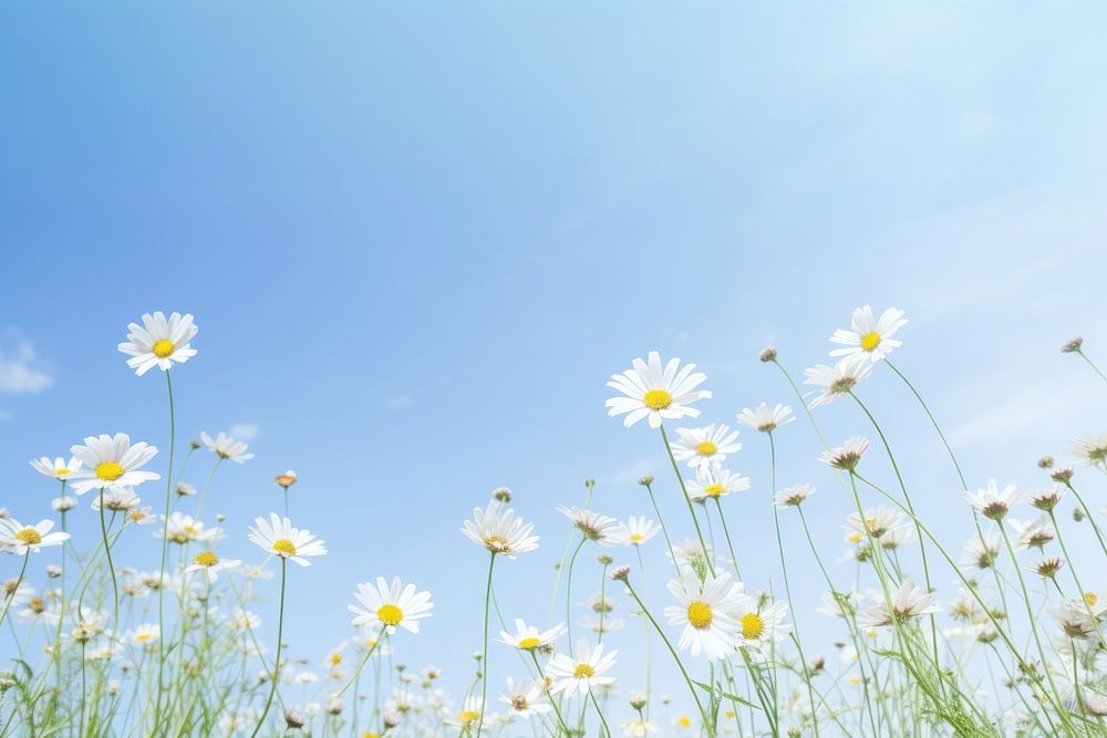 Daisy flower meadow sky outdoors blossom. AI generated Image by rawpixel.
