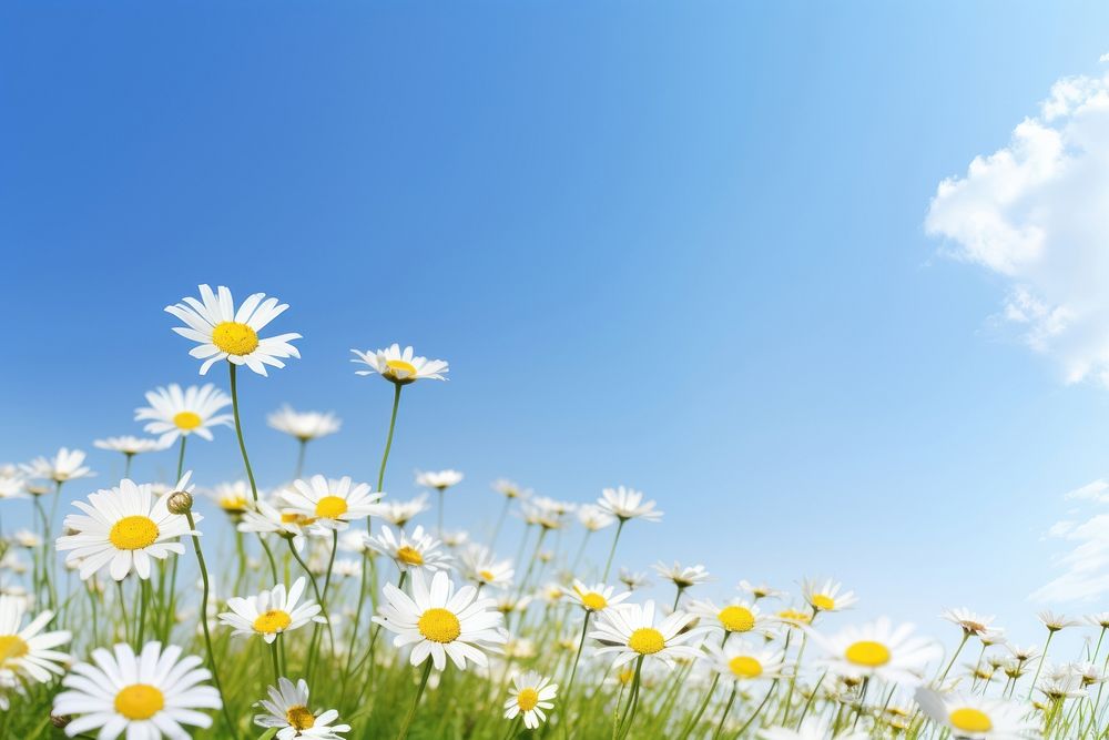Daisy flower meadow sky landscape outdoors. AI generated Image by rawpixel.
