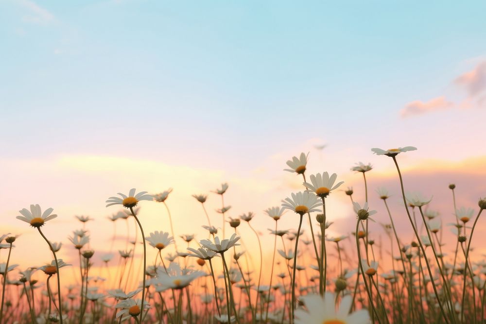 Daisy flower meadow sky landscape outdoors. AI generated Image by rawpixel.