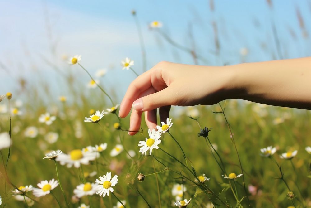 Daisy hand outdoors nature. 