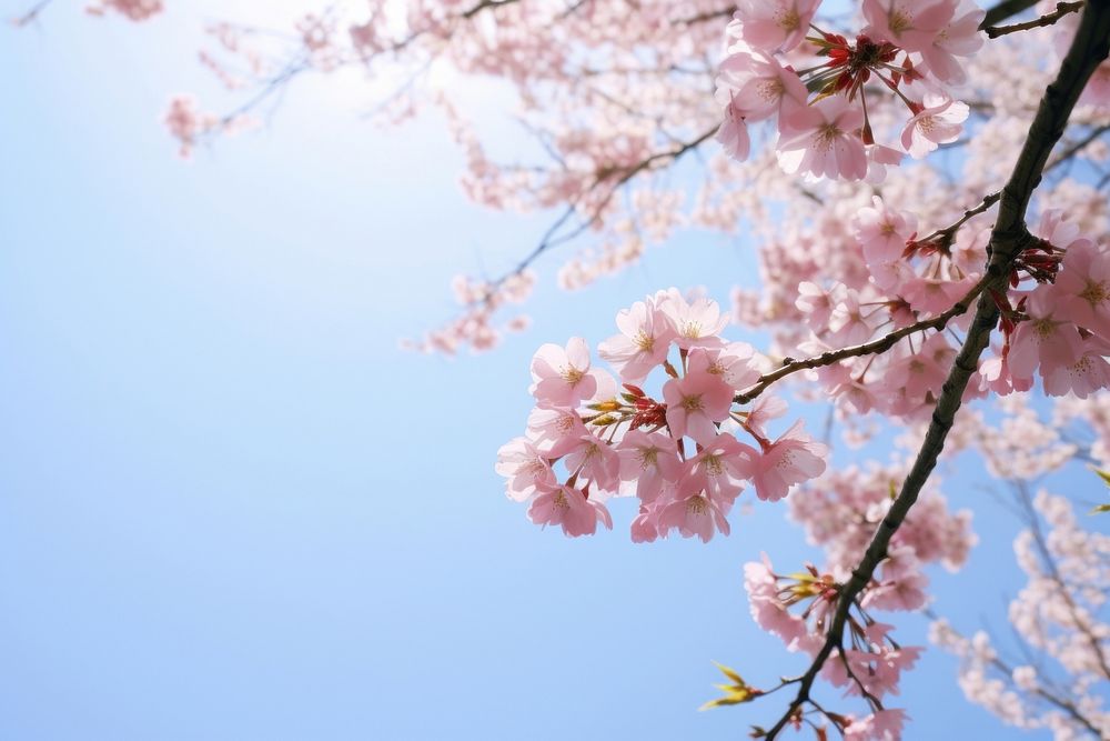 Cherry blossom tree outdoors nature flower. AI generated Image by rawpixel.
