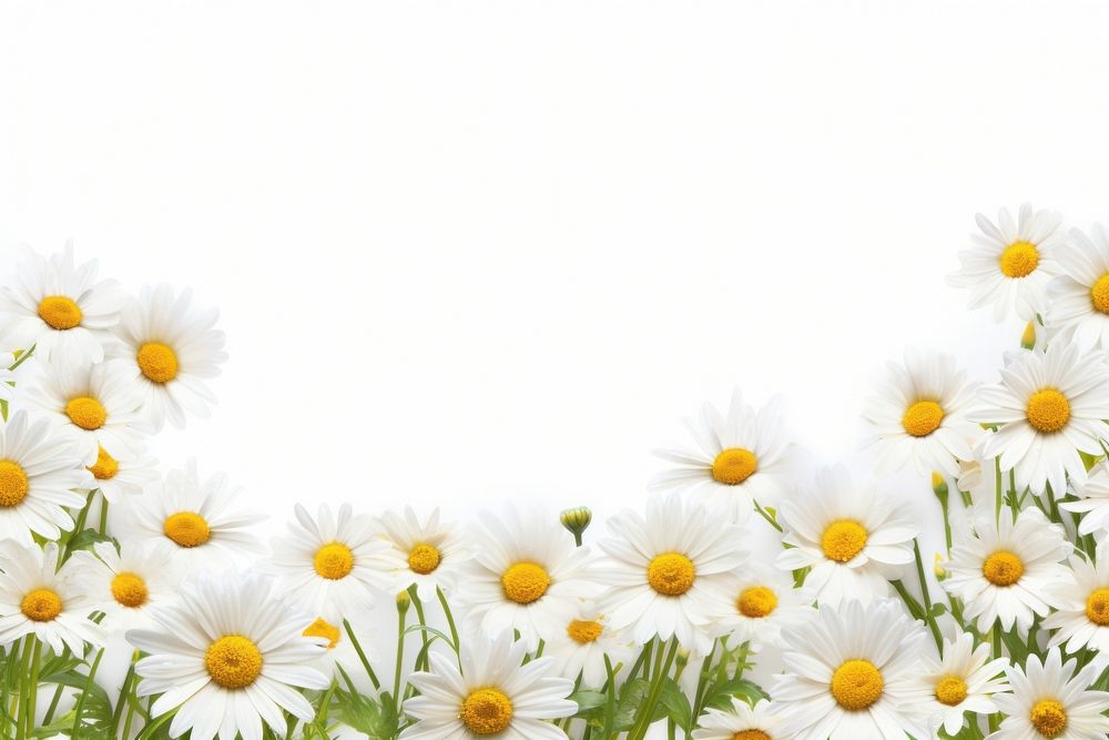 Daisy daisy outdoors flower. AI generated Image by rawpixel.