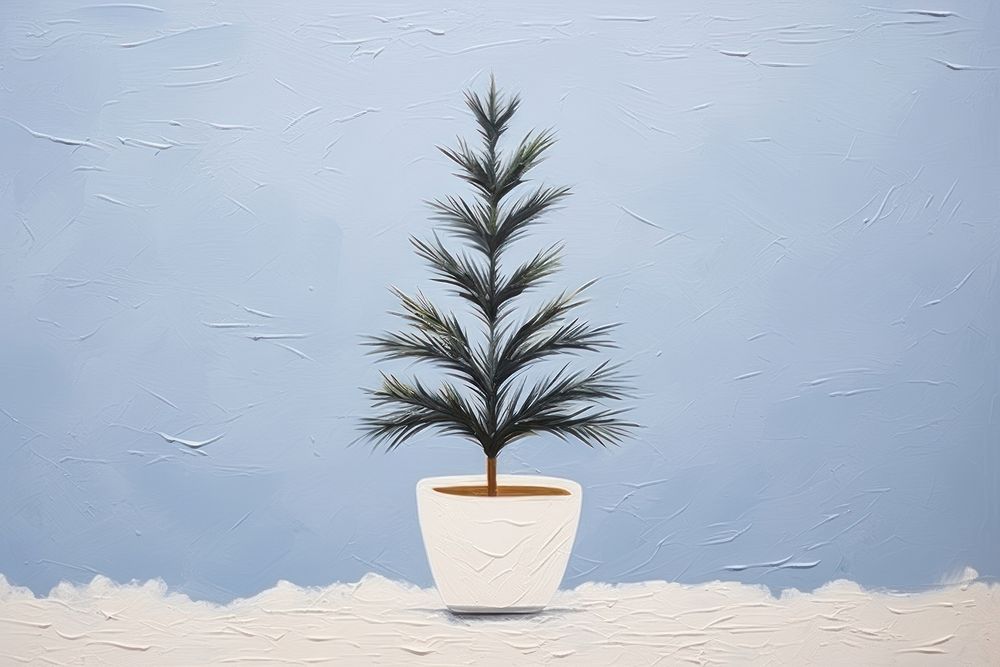 Potted snow pine plant tree fir. 