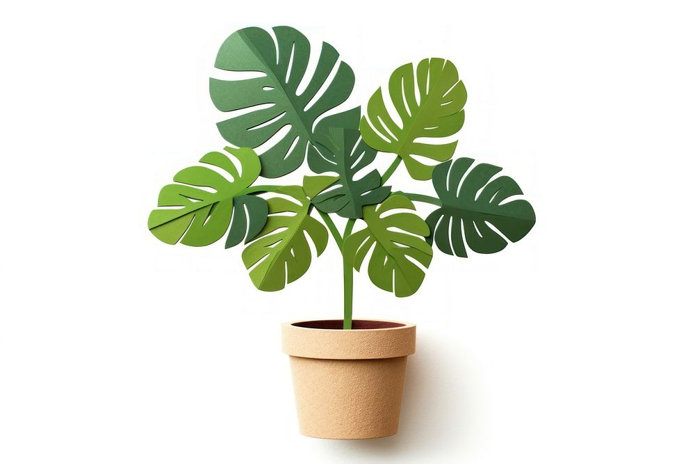 Plant leaf white background houseplant. 