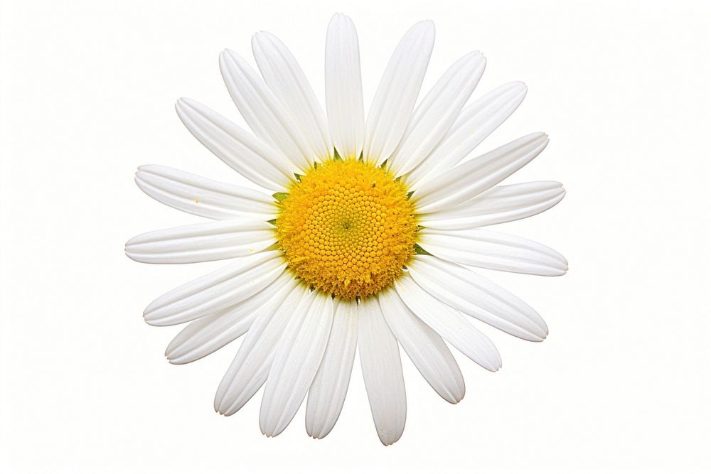 Daisy daisy flower petal. AI generated Image by rawpixel.
