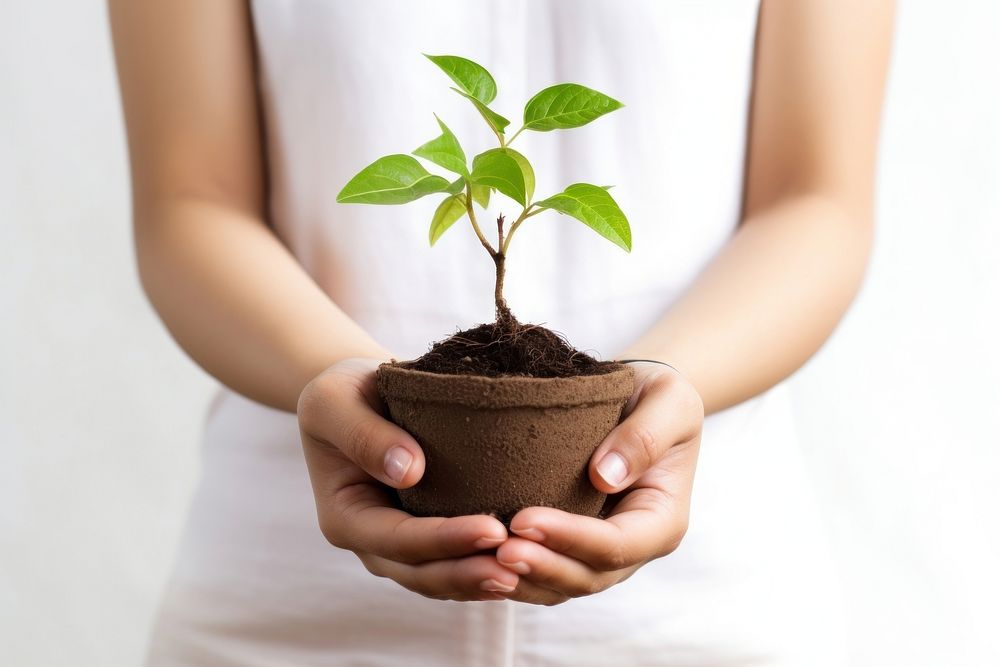 Planting holding leaf hand. 