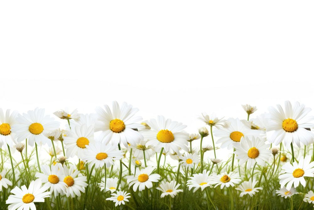 Daisy field landscape outdoors flower. AI generated Image by rawpixel.