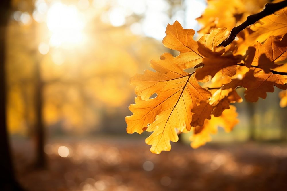 photo of oak tree leaves in autumn. Sunny golden background. 