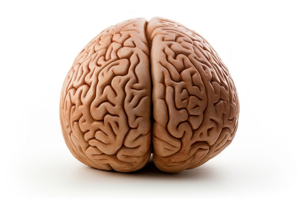 Brain white background intelligence vegetable. AI generated Image by rawpixel.