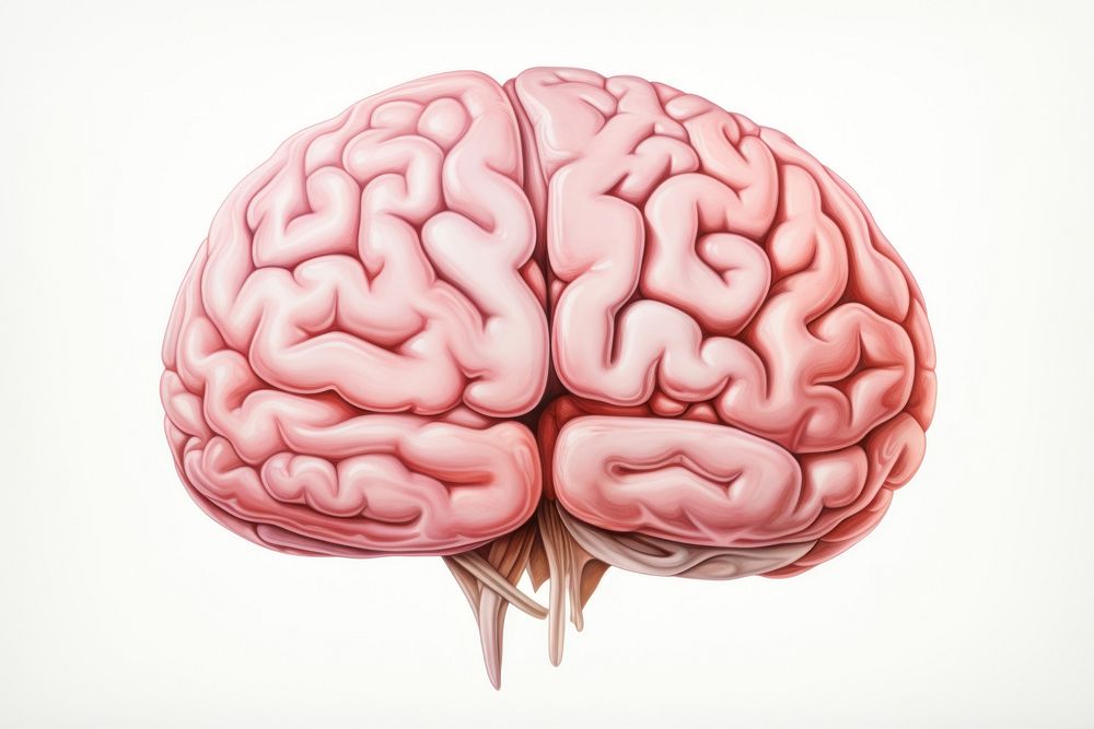 Brain anatomy drawing white background. AI generated Image by rawpixel.