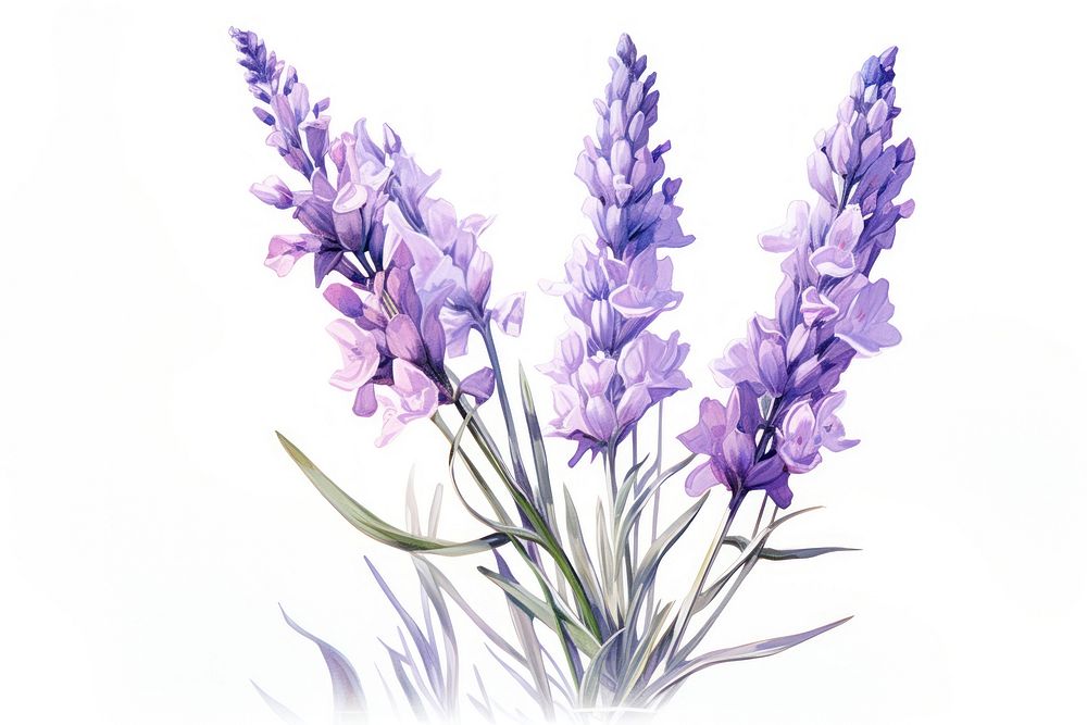 Lavender flower blossom purple plant. AI generated Image by rawpixel.