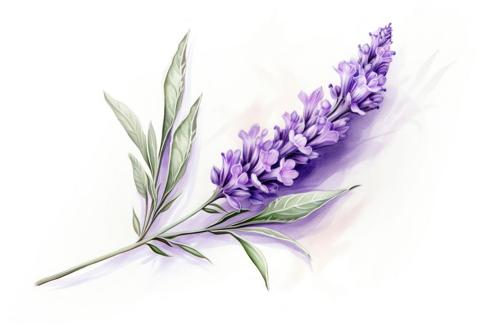Lavender flower purple plant herbs. AI generated Image by rawpixel.