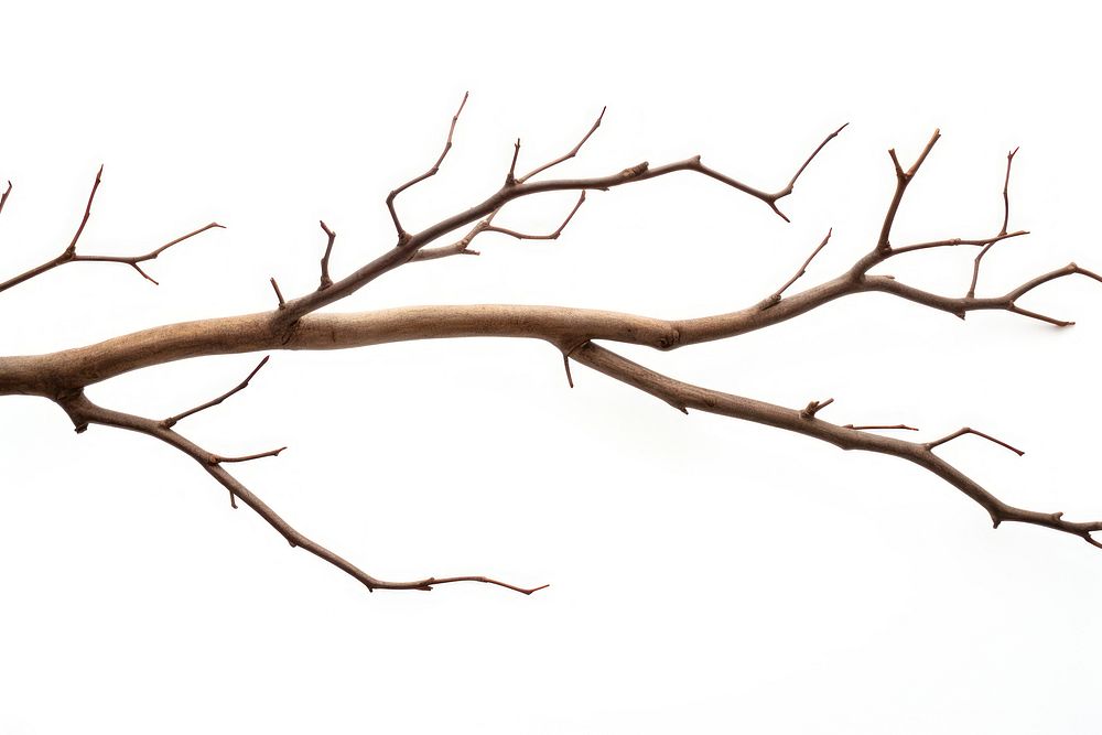 Plant tree wood driftwood. AI generated Image by rawpixel.