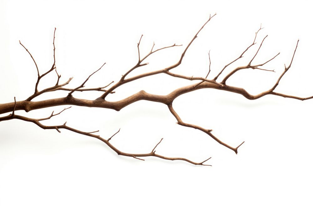 Plant tree driftwood branch. AI generated Image by rawpixel.