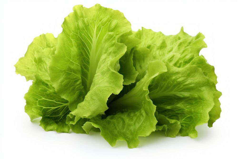 Fresh lettuce vegetable plant food. AI generated Image by rawpixel.