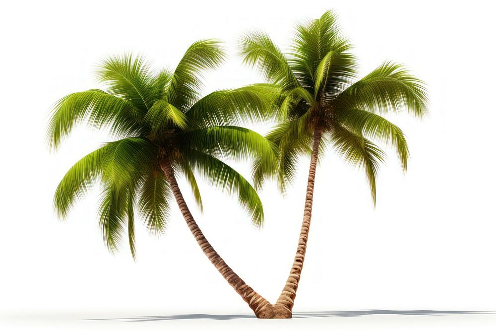 Palm tree outdoors plant white background. AI generated Image by rawpixel.