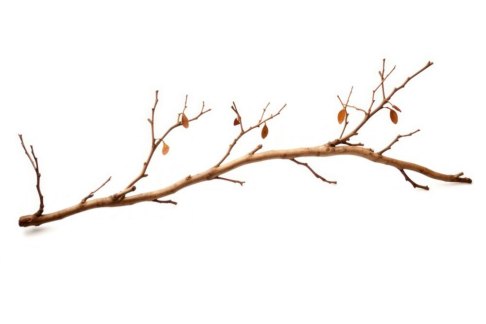 Twig plant twig tree. AI generated Image by rawpixel.