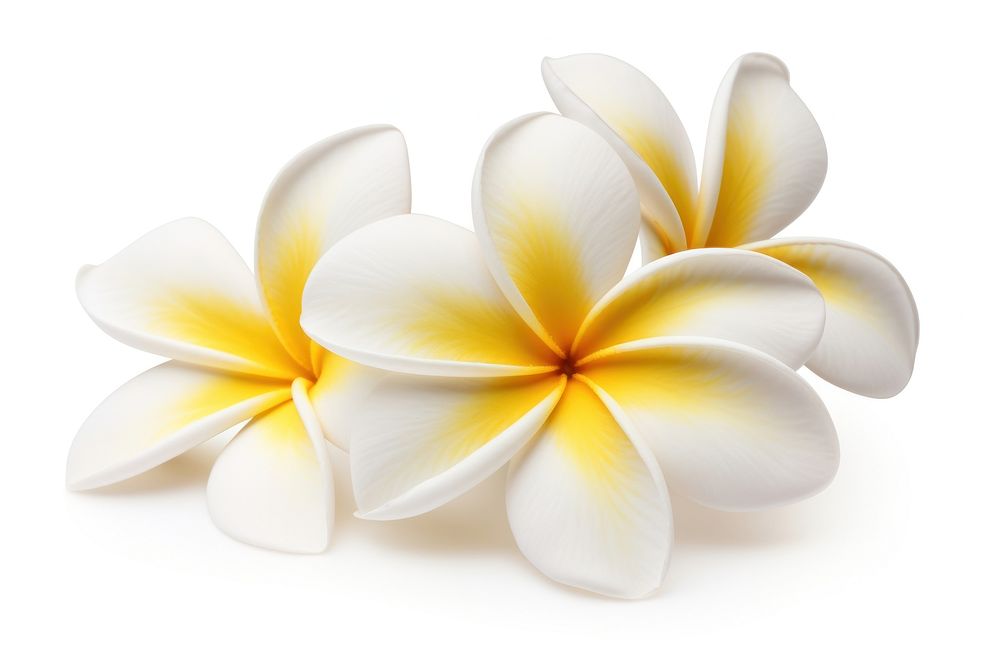 Flower frangipani petal plant. 