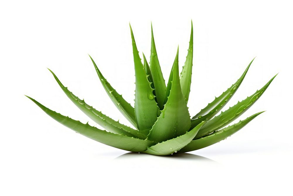 Aloe vera plant xanthorrhoeaceae white background. AI generated Image by rawpixel.