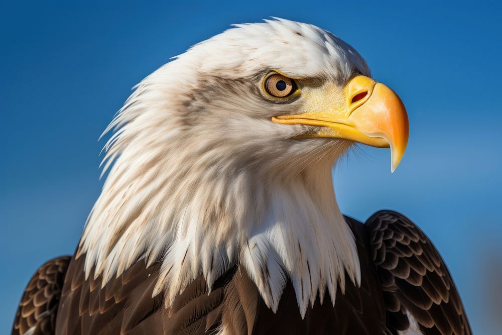 Bald eagle animal beak bird. 