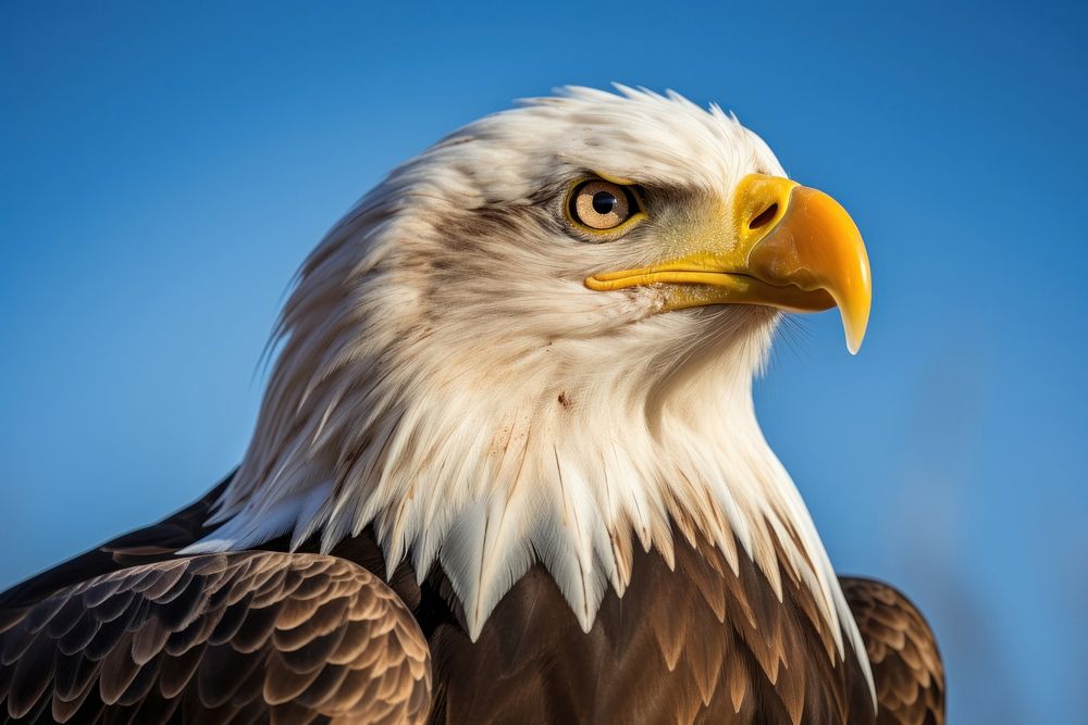 Bald eagle animal beak bird. AI generated Image by rawpixel.