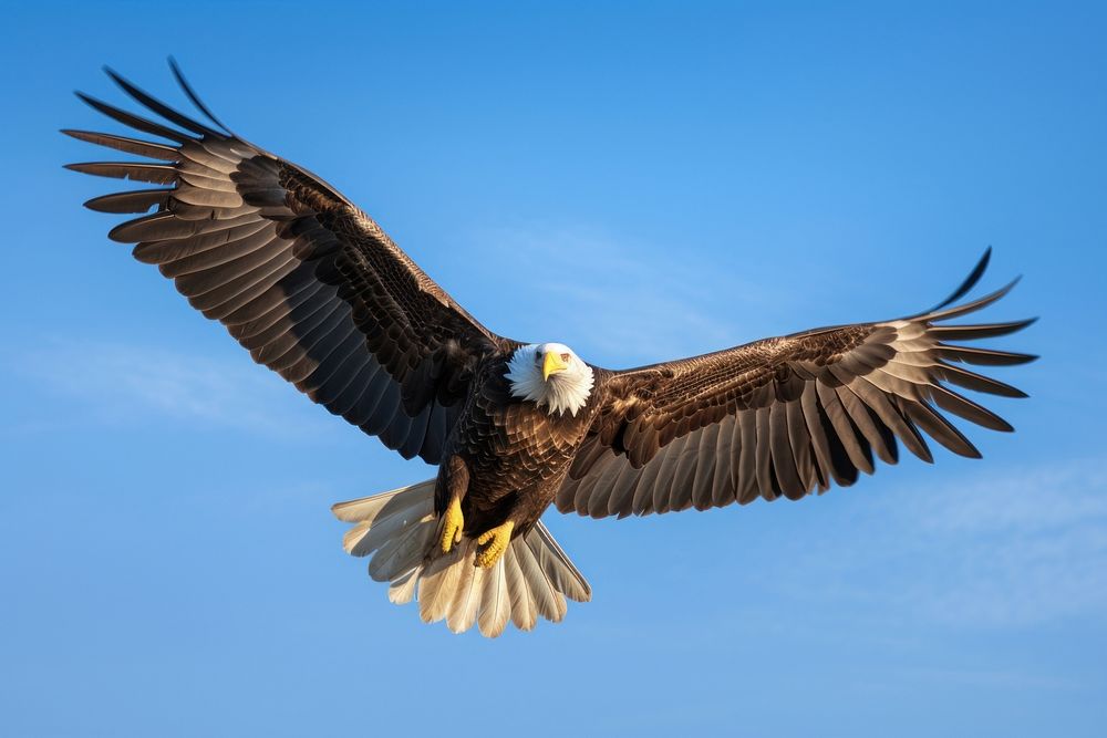 Bald eagle animal flying bird. 