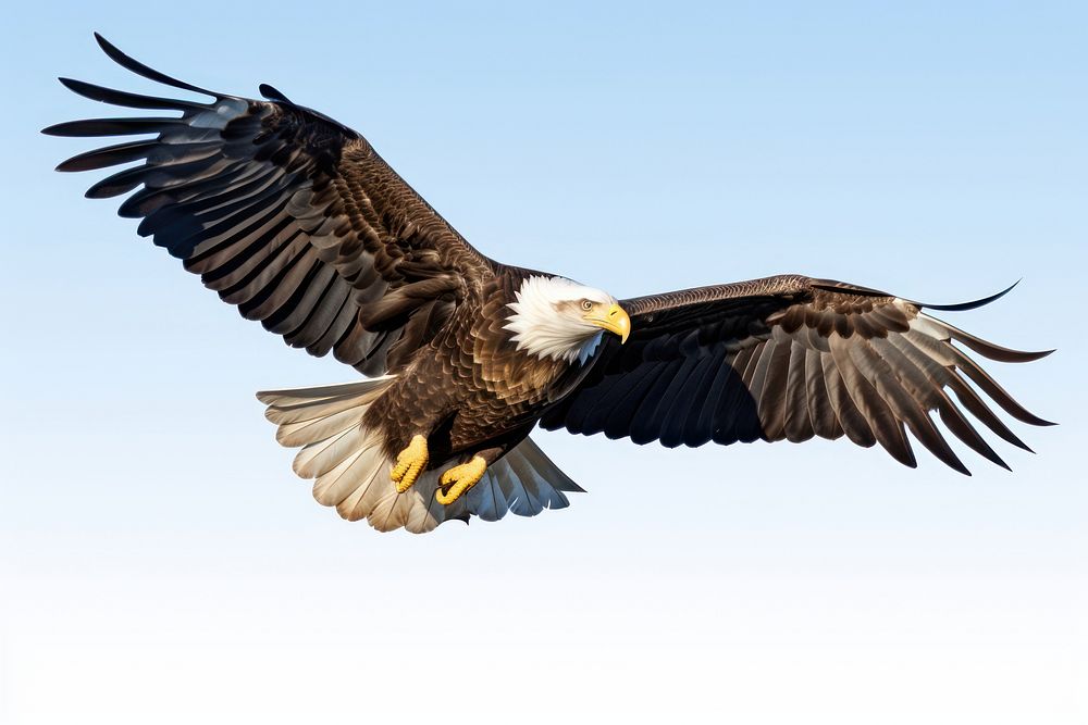 Bald eagle animal flying bird. AI generated Image by rawpixel.