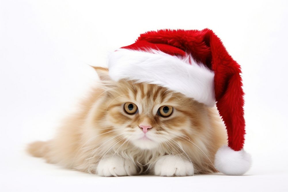 Christmas animal image mammal kitten pet. AI generated Image by rawpixel.