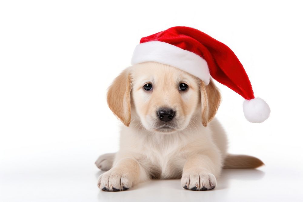 Christmas puppy mammal animal pet. AI generated Image by rawpixel.