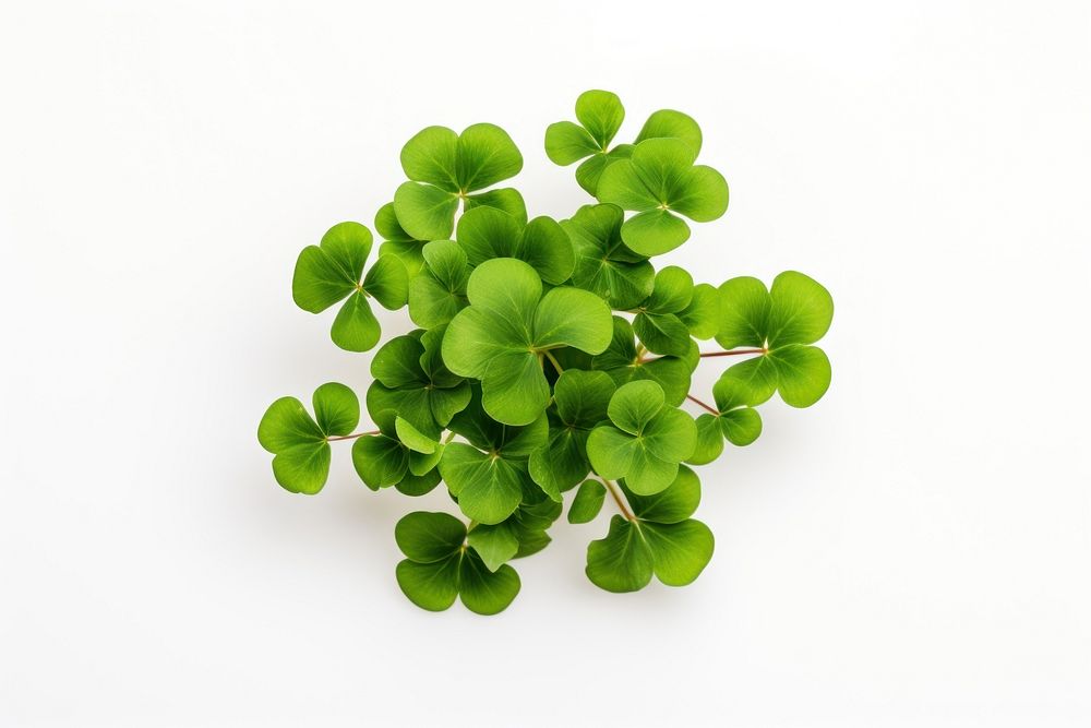 Plant green herbs leaf. AI generated Image by rawpixel.