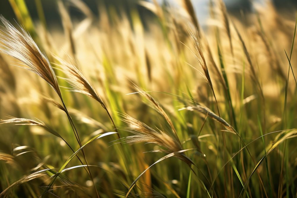 Grass grassland outdoors nature. AI generated Image by rawpixel.