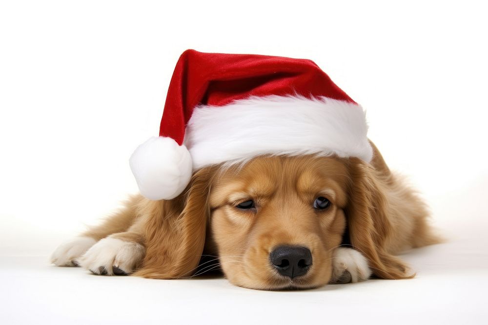 Dog christmas mammal animal puppy. AI generated Image by rawpixel.