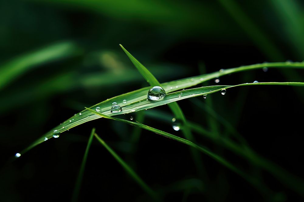 Grass plant green water. 