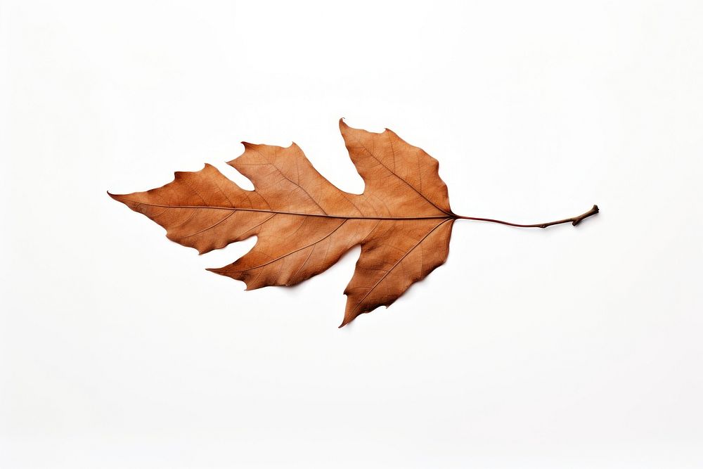 Leave leaves plant leaf. AI generated Image by rawpixel.