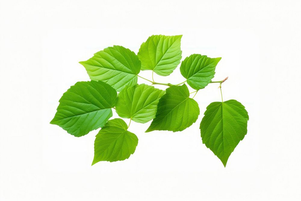 Leaves plant green leaf. AI generated Image by rawpixel.