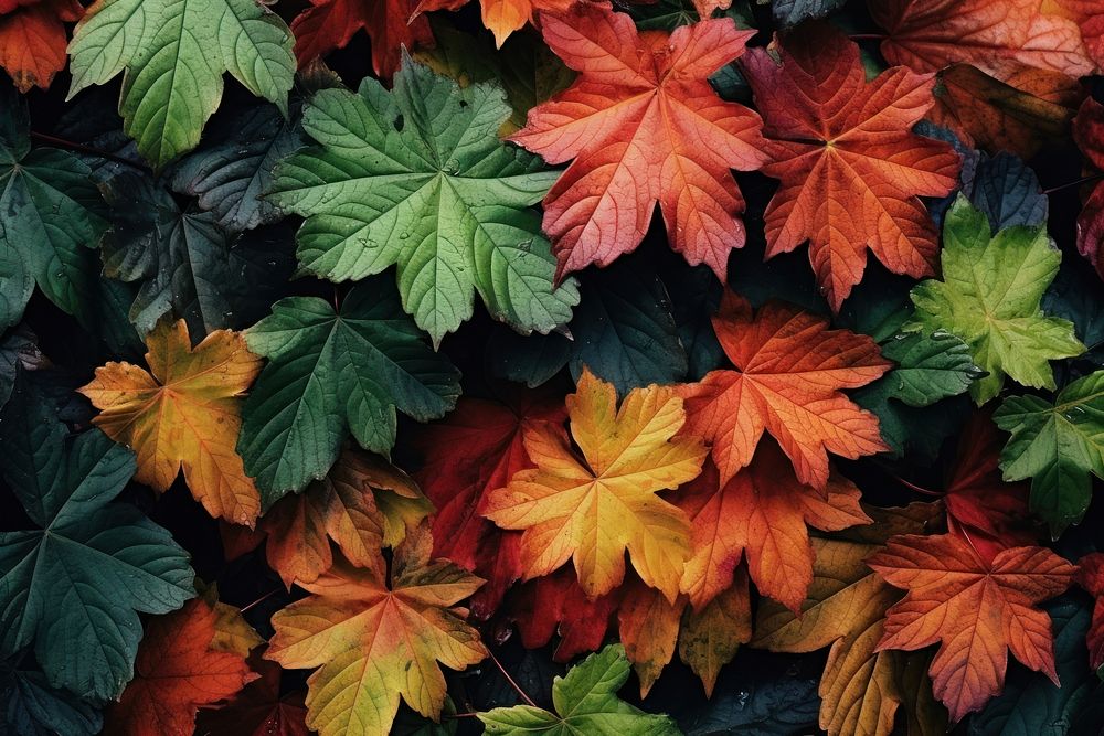 Leaf background backgrounds autumn plant. AI generated Image by rawpixel.