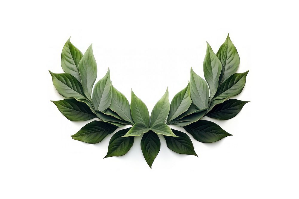 Leaf crown plant herbs white background. AI generated Image by rawpixel.