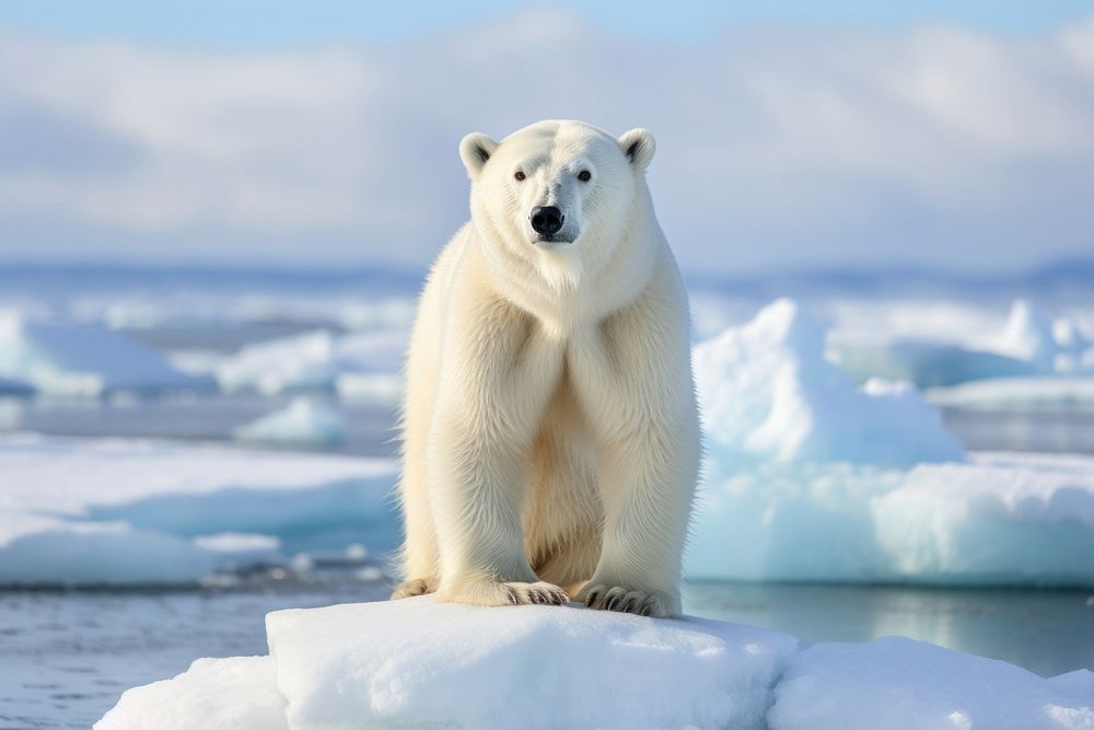 Polar Bear bear wildlife animal. | Free Photo - rawpixel