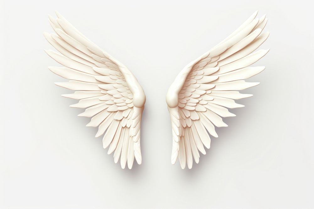 Angel wing white bird white background. 