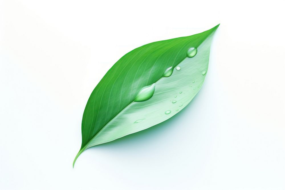 Leaf droplet plant green. AI generated Image by rawpixel.