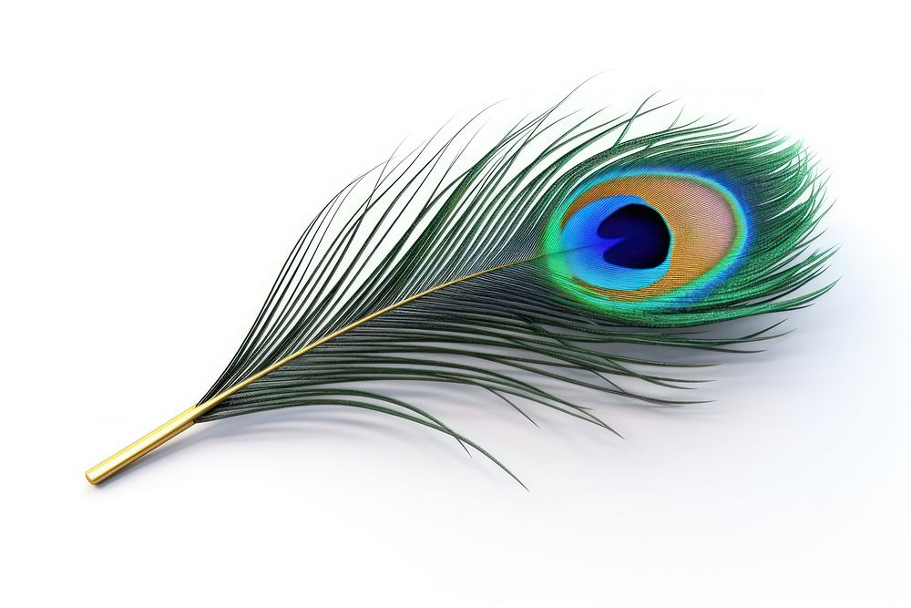 Feather peacock animal bird